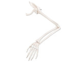 ARM SKELETON WITH SCAPULA AND CLAVICLE - A46  1019377 br/  