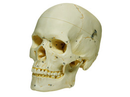 ARTIFICIAL HUMAN SKULL  FEMALE WITH NUMBERING