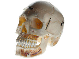ARTIFICIAL DEMONSTRATION SKULL OF AN ADULT