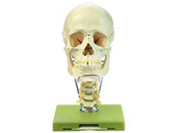 18-PIECE MODEL OF THE SKULL WITH CERVICAL VERTEBRAL COLUMN AND HYOID BONE