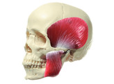 18-DELIG SCHEDEL MODEL 18-PIECE MODEL OF THE SKULL WITH MASTICATORY MUSCLES