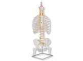 CLASSIC FLEXIBLE SPINE MODEL WITH RIBS AND FEMUR HEADS -  A56/2  1000120 