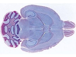 Cerveau de souris  sujet entier c.l. frontale