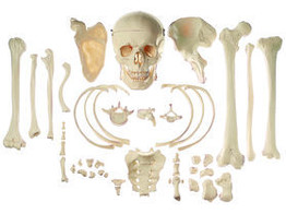 COLLECTION OF TYPICAL HUMAN BONES