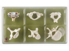 COLLECTION CASE  VERTEBRAE AND SPINAL CORD 