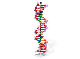 ADVANCED MINI-DNA  22 LAYER 