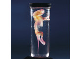 RAT  CLEARED AND STAINED  11-12CM