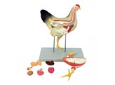 DISSECTION MODEL OF A CHICKEN