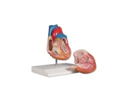 HEART MODEL  2 PART  WITH CONDUCTING SYSTEM- G207