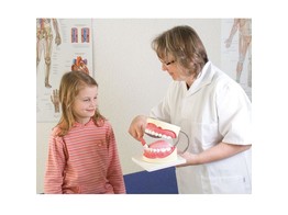 GIANT DENTAL CARE MODEL  3 TIMES LIFE SIZE  D216 - BUDGET