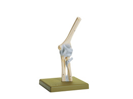 ELBOW JOINT