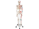 MUSCLE SKELETON MODEL  MAX   ON 5 FEET ROLLER STAND br/ A11  1020173 