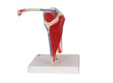 SHOULDER JOINT WITH ROTATOR CUFF - 5 PART