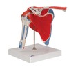 SHOULDER JOINT WITH ROTATOR CUFF - 5 PART