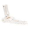 FOOT AND ANKLE SKELETON - A31  1000077  -1000078 