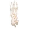 FOOT AND ANKLE SKELETON - A31  1000077  -1000078 