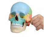 OSTEOPATHIC SKULL MODEL  22 PART  DIDACTICAL VERSION