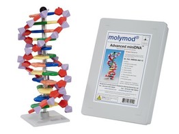 DNA MODEL 12 BASISPAREN - MOLYMOD AMDNA-060-12