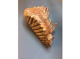 REAL MAMMOTH TOOTH
