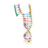 DNA MODEL DOUBLE HELIX  -W19205  1005128 