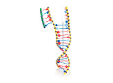 DNA DOUBLE HELIX - W19205  1005128 