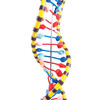 DNA DOUBLE HELIX - W19205  1005128 
