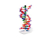 MODELE MOLECULAIRE D ADN  12 PAIRES DE BASES  - MOLYMOD AMDNA-060-12