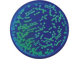TRANSFORMATION OF E. COLI WITH GFP - EDVOTEK - 223