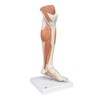 LOWER MUSCLE LEG WITH DETACHABLE KNEE M22  1000353 