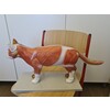 DISSECTION MODEL OF CAT