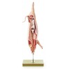 MODEL OF THE CARCASS OF A PIG 50/5