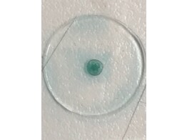 MICROSCOPE SLIDE -MOUSE S TAIL C.S