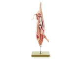 MODEL OF THE CARCASS OF A PIG 50/5
