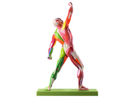 MALE MUSCLE FIGURE WITH COLOUR CODING -SOMSO -AS3 AP/NR
