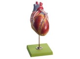 MODEL OF THE HEART WITH BYPASS VESSELS  AORTIC CORONARY VENOUS BYPASS 