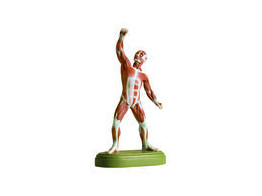 MALE MUSCLE FIGURE - SOMSO -AS3/1