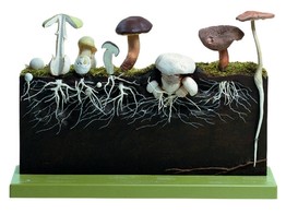Developpement des champignons  chapeau  - SOMSO - BoS226