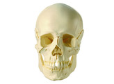 14-PIECE MODEL OF THE SKULL   -   SOMSO QS 8/2