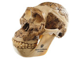 RECONSTRUCTION OF A SKULL OF AUSTRALOPITHECUS AFRICANUS