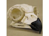GREAT HORNED OWL SKULL AND CLAW