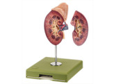 RIGHT KIDNEY AND ADRENAL GLAND - SOMSO - LS1