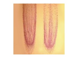 Oignon  Allium cepa  extremite d une racine d Allium  mitose. coupe longitudinal- SB.2009A