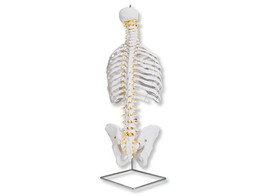 CLASSIC FLEXIBLE SPINE MODEL WITH RIBS  A56  1000119 