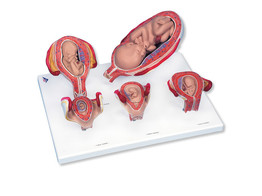 PREGNANCY SERIES - 5 MODELS    L11/9-  1018633 