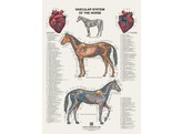 POSTER LE CHEVAL  LE SYSTEME VASCULAIRE