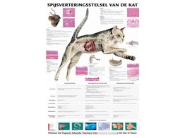 CAT DIGESTION POSTER 50X70CM  FRENCH 
