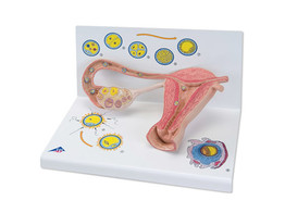 STAGES OF FERTILIZATION AND OF THE EMBRYO- 2-TIMES MAGNIFICATION - L01  1000320 