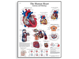 THE HUMAN HEART CHART - VR1334L  1001524 