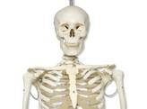 PHYSIOLOGICAL SKELETON MODEL - PHIL - A15/3  1013875 
