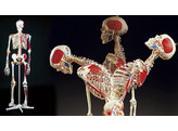 SUPER HUMAN SKELETON MODEL  SAM  - FLEXIBLE WITH MUSCLES AND LIGAMENTS ON A PELVIC MOUNTED STAND - A13  1000033 